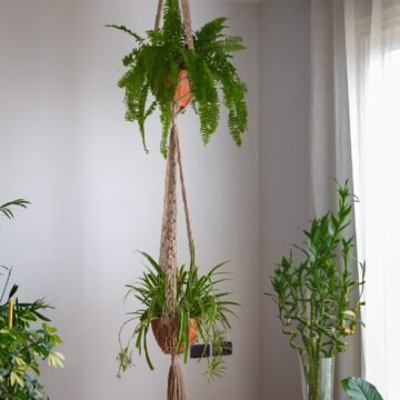 Hanger Plant Two Level - 2